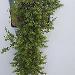 Nina Apartmanhotel Amoopí