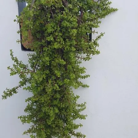 Nina Hotel apartamentowy Amoopi
