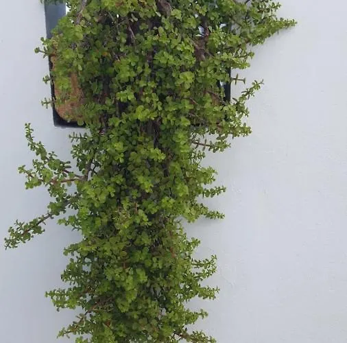 Nina شقة فندقية أموبي